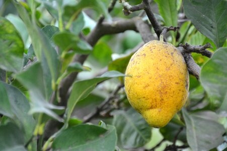 Fruit lemon tree citrus