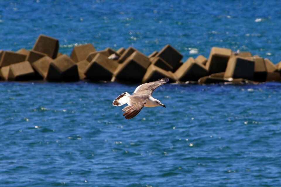 Seagull seabird wild animal
