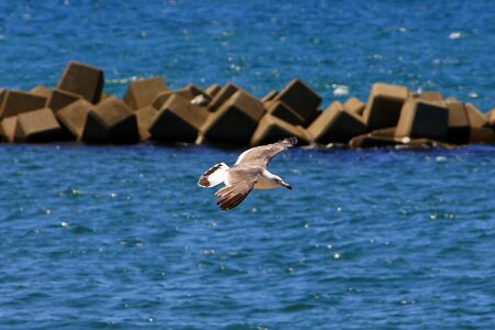 Seagull seabird wild animal photo