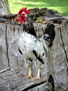Poultry agriculture gockel