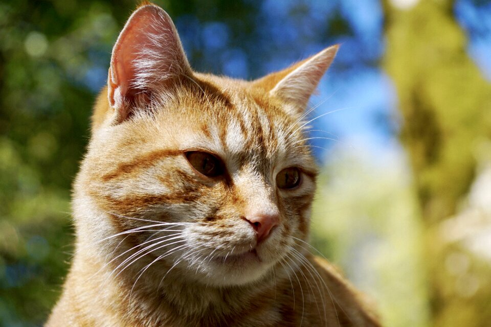 Domestic cat cat's eyes orange
