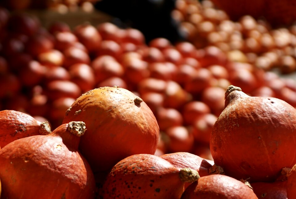 Harvest food autumn