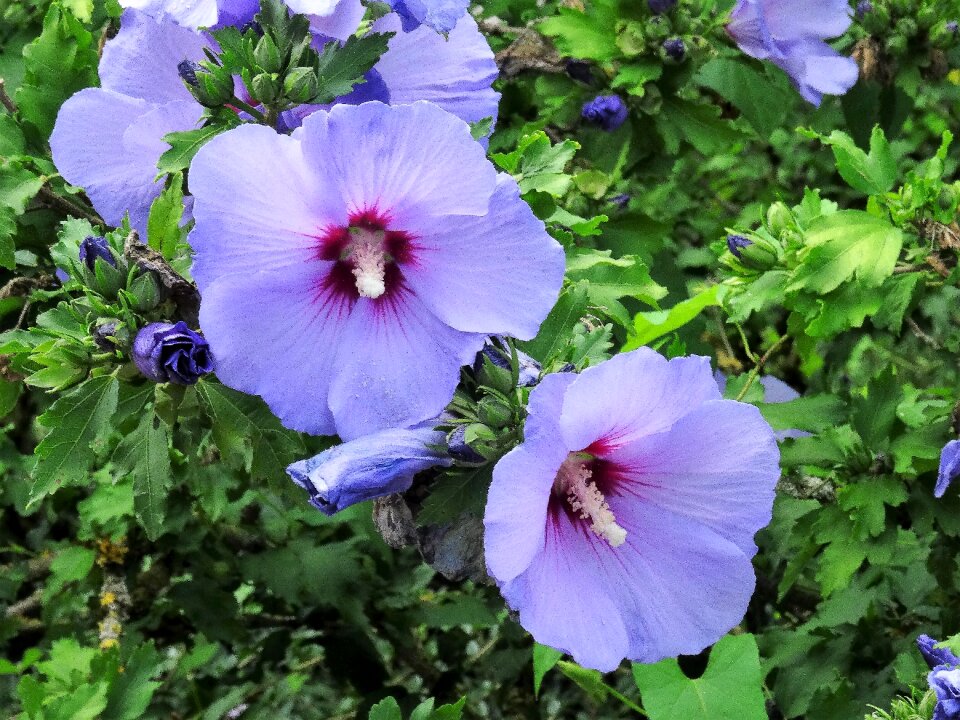 Purple hibiscus purple flower