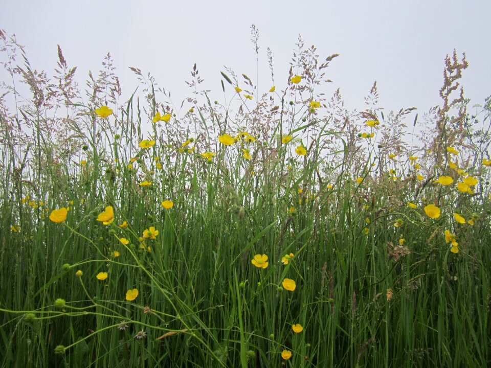 Still life field flowers meadows