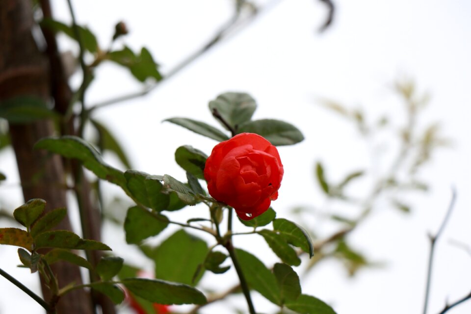 Green leaf flowers red flowers