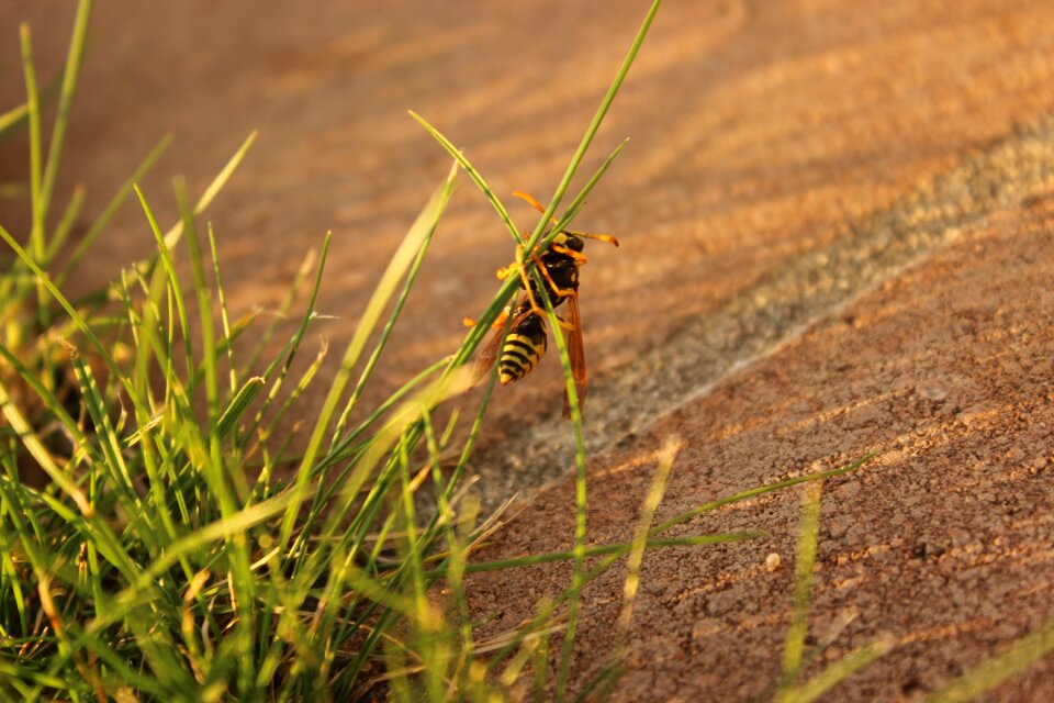 Close up nature animal