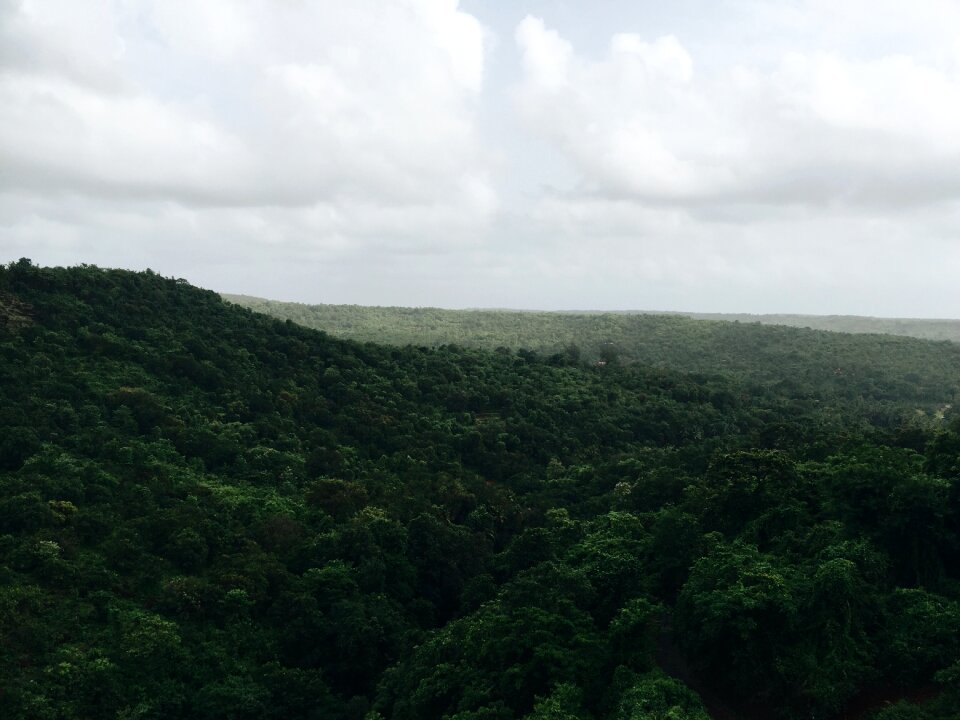 Trees leaves nature