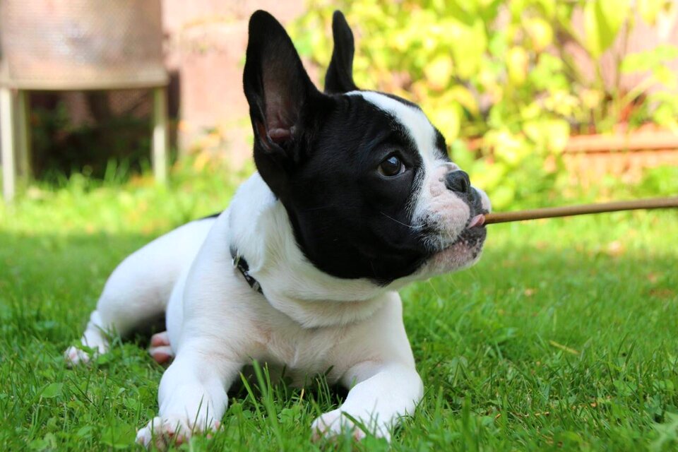 Cute grass pet
