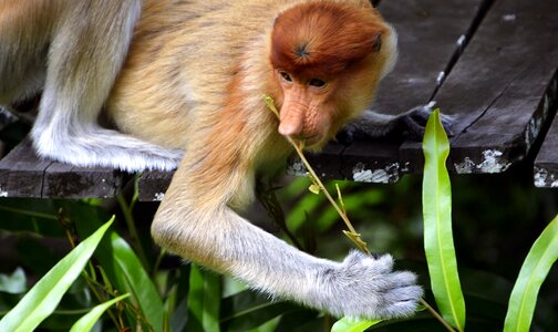 Indonesia monkey eating photo