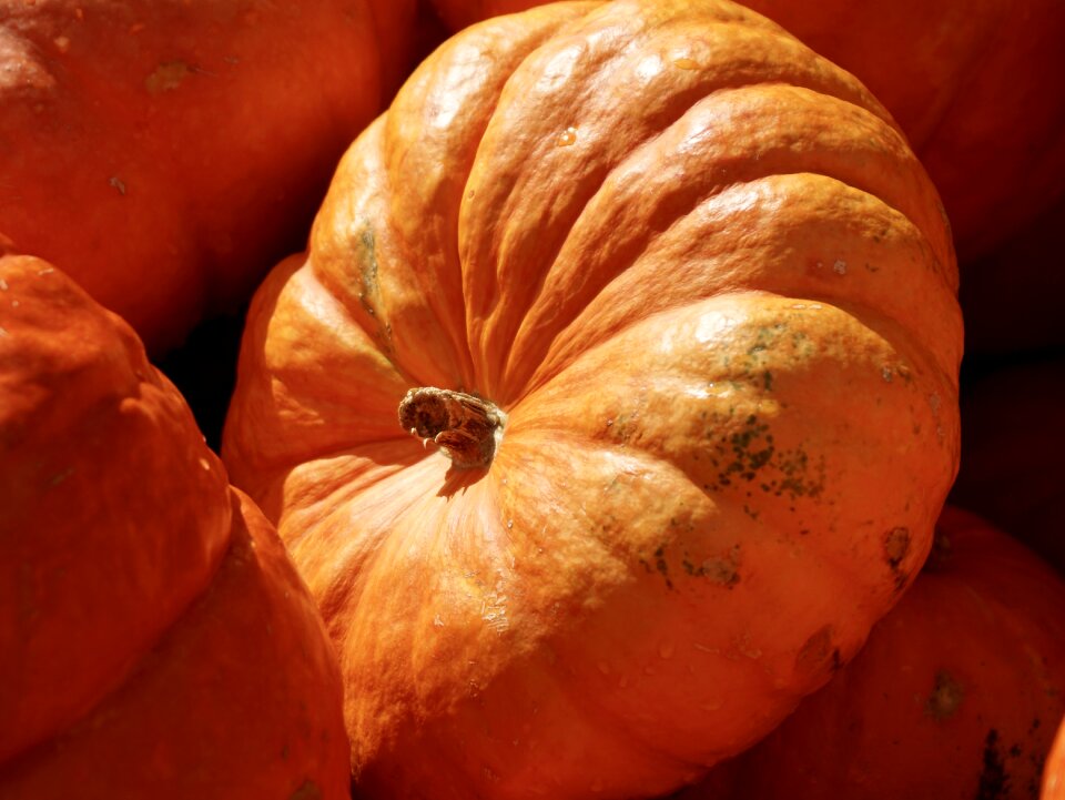 Food autumn nature