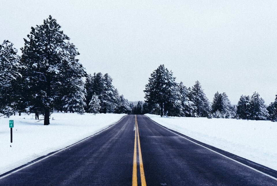 Snow trees cold