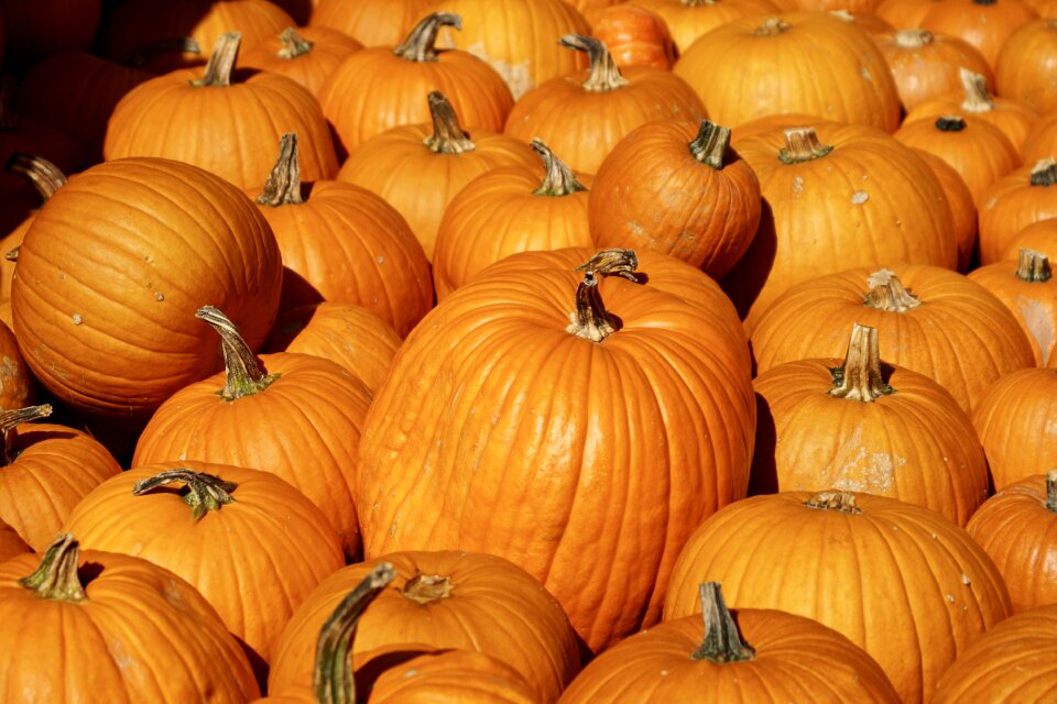 Harvest food autumn