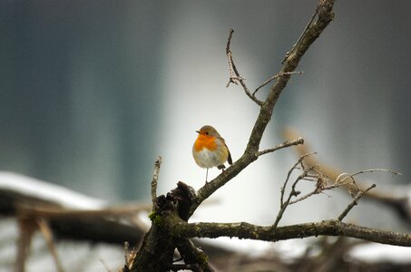 Small bird on branch songbird