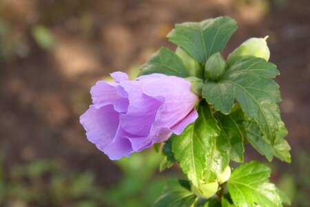 Purple flowers garden