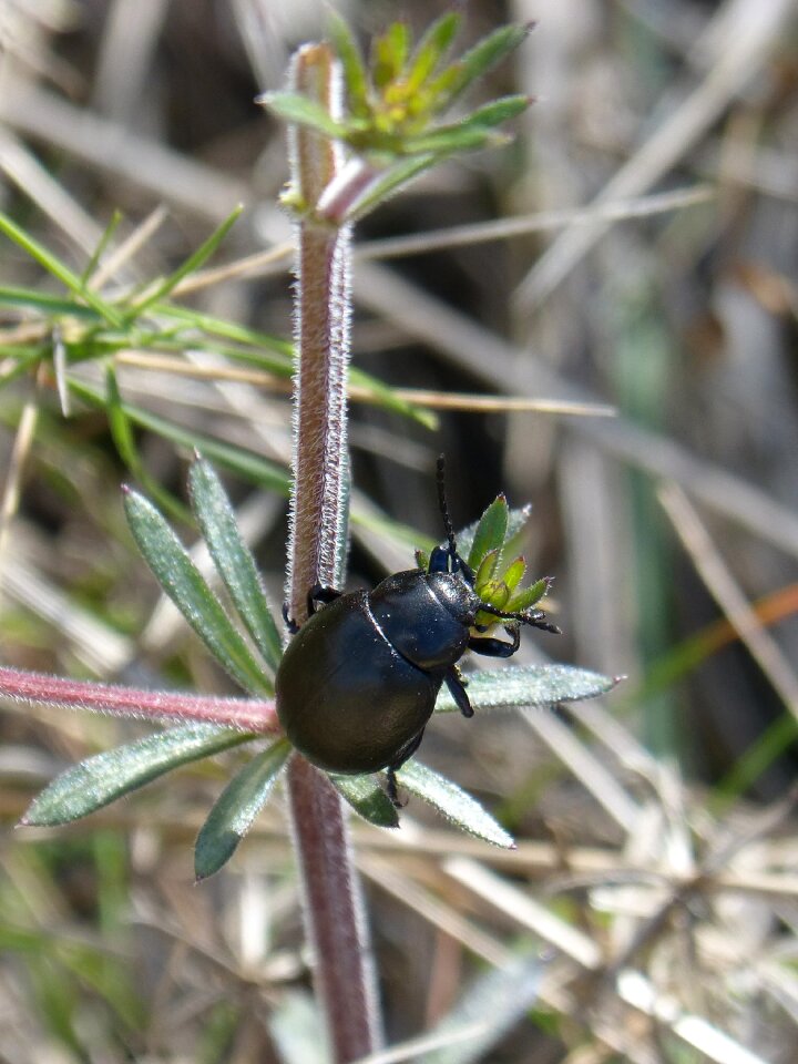 Insect outdoors wild life