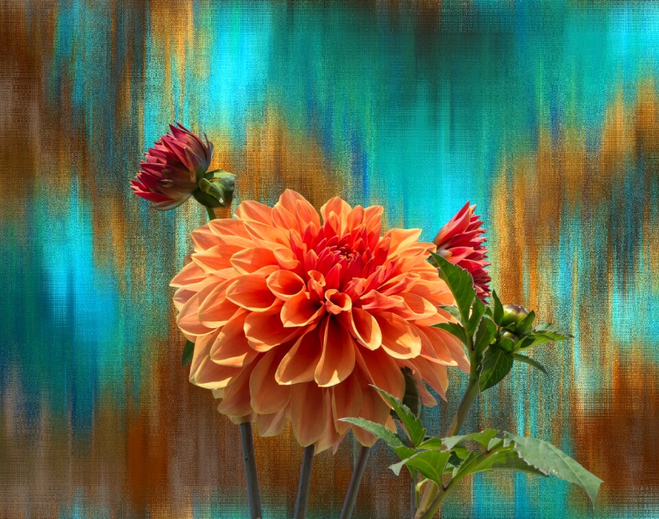 Blossom bloom garden