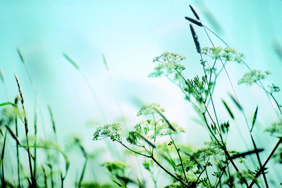 Still life meadow flowers plants