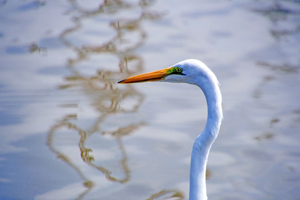 Wildlife heron bipedal
