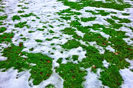 Snow on grass melting grass