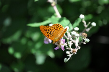 Butterflies flowers insect photo