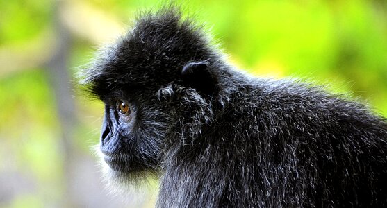 Monkey wildlife mangrove