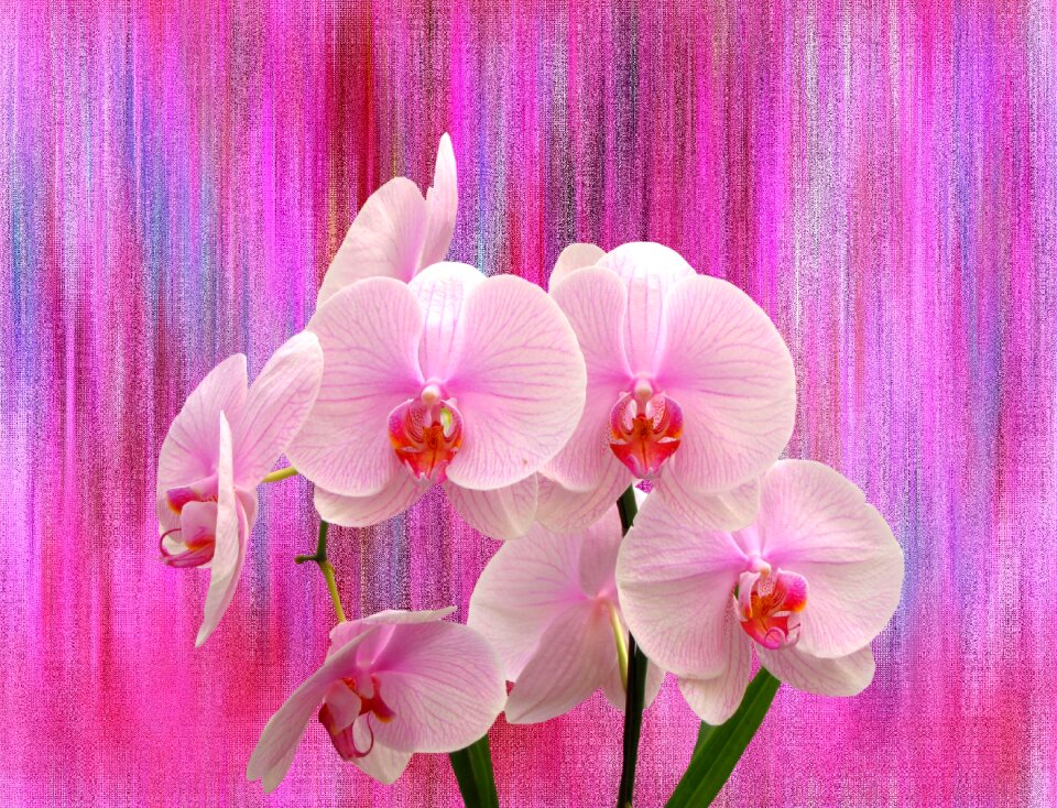Nature pink tropical