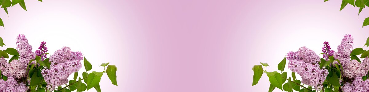 Pastel nature flower