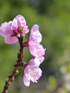 Nature plant outdoors