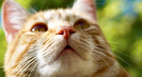 Domestic cat cat's eyes orange