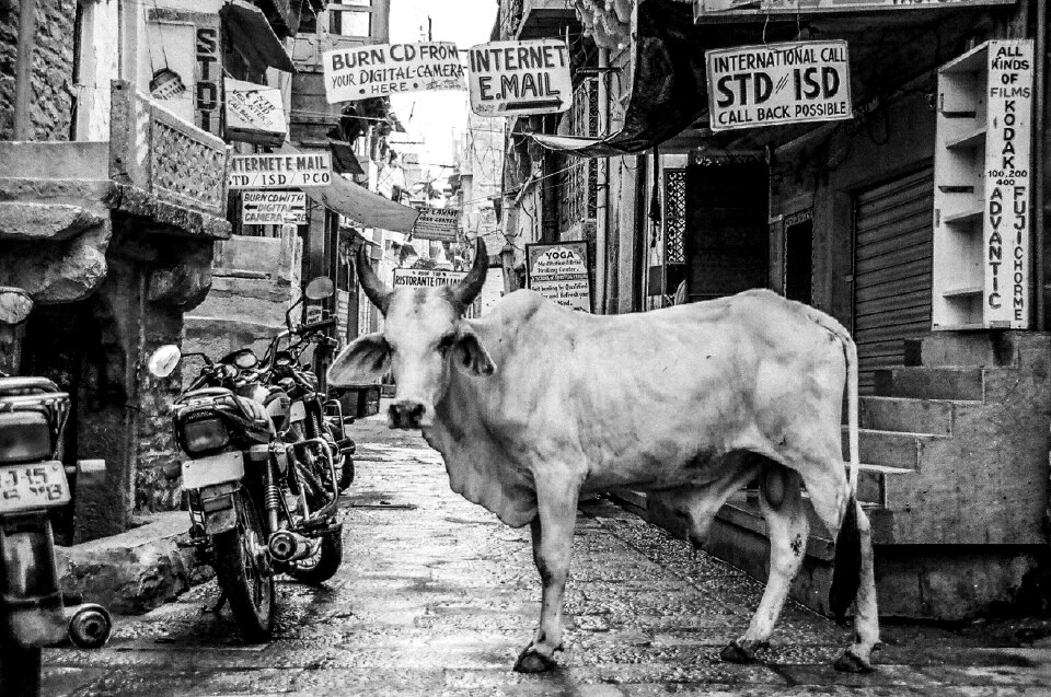 Black and white cow animal