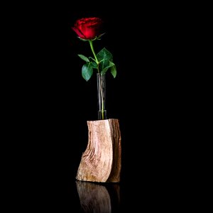 Still life shell rose photo