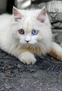 Pets white cat blue eyes photo