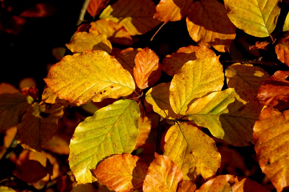 Beech fall foliage fall color