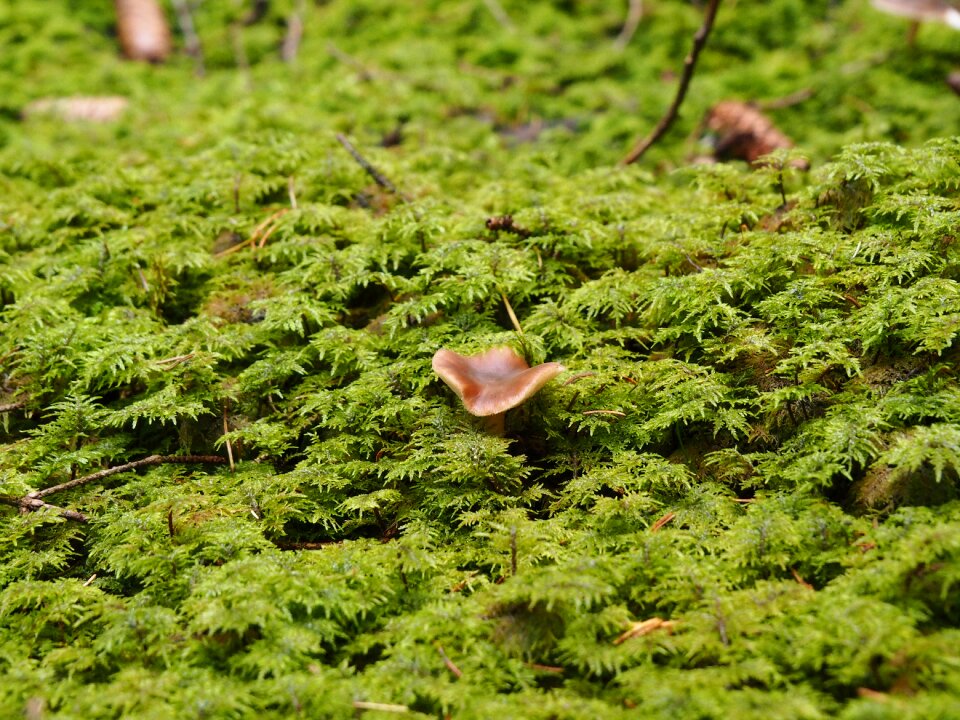 Nature autumn mushroom picking