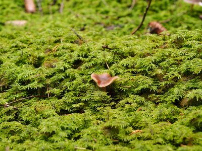 Nature autumn mushroom picking