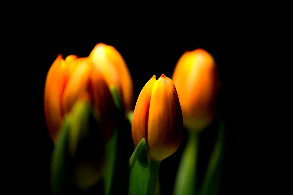 Plant easter bright