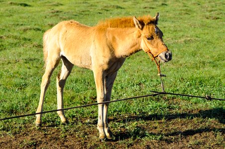 Animal tied green