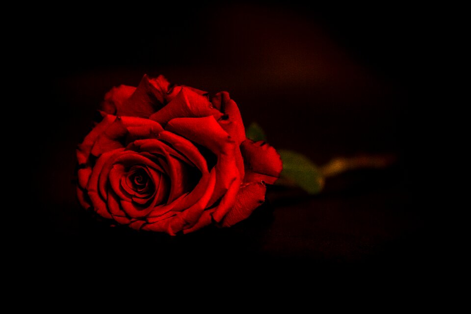 Love romance amorous