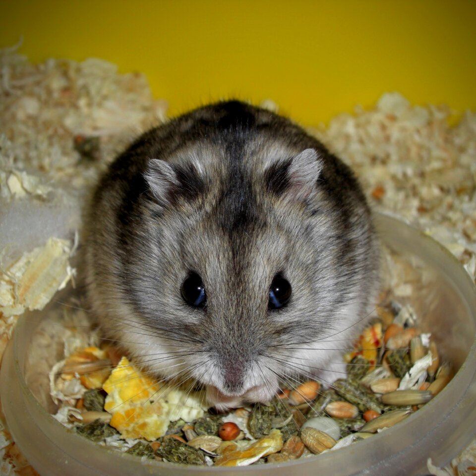 Mammal rat hamster