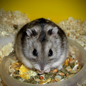 Mammal rat hamster photo