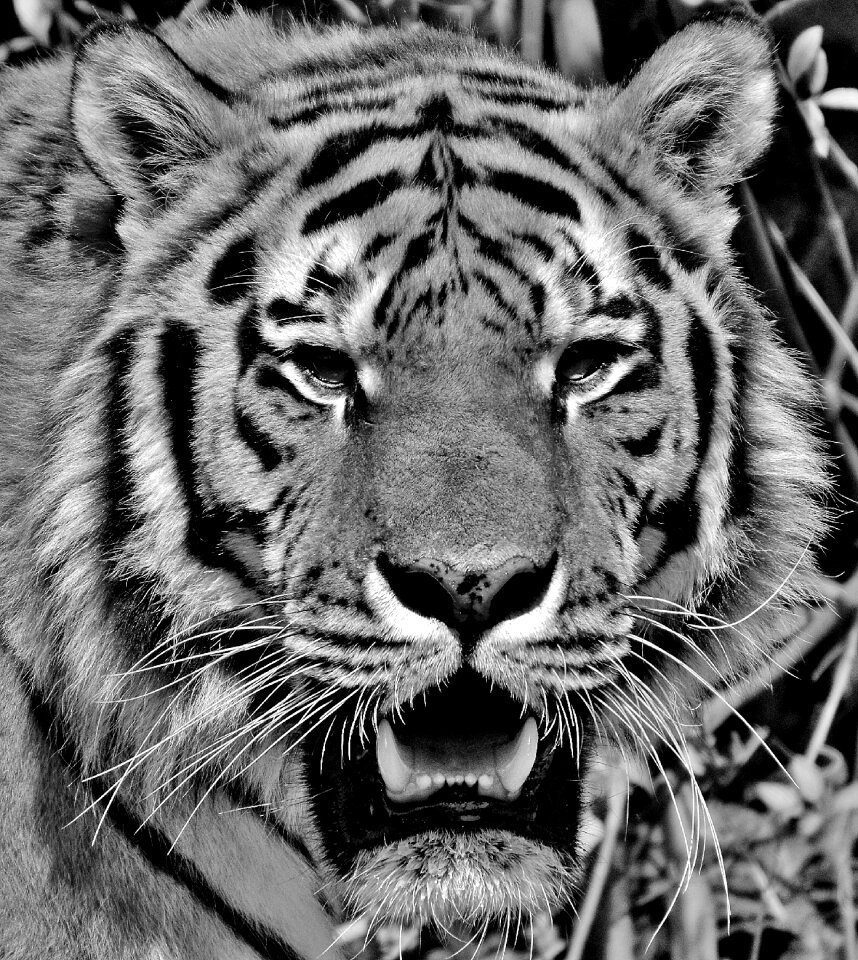 Beautiful dangerous big cat