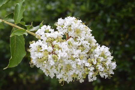 White green brown photo