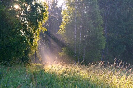 Dawn fog beautiful photo