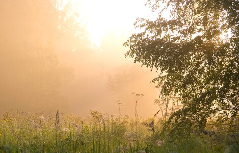 Dawn fog beautiful photo