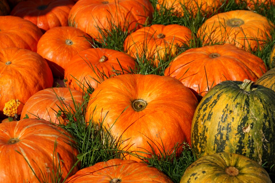 Harvest food autumn