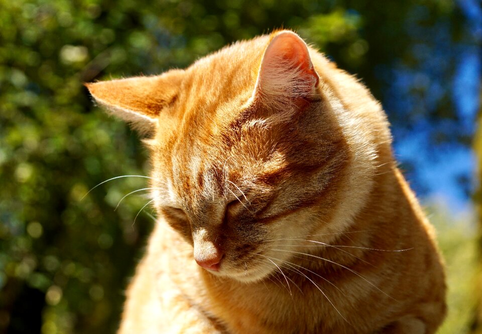 Domestic cat cat's eyes orange