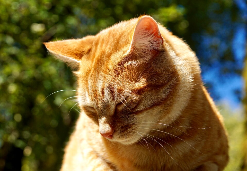 Domestic cat cat's eyes orange photo