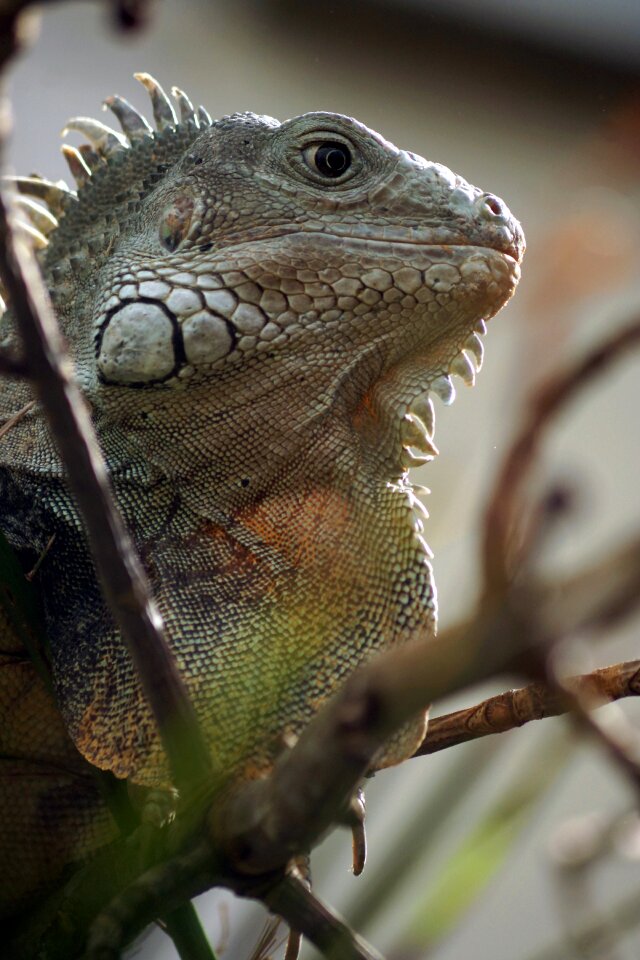 Nature flying dragon species