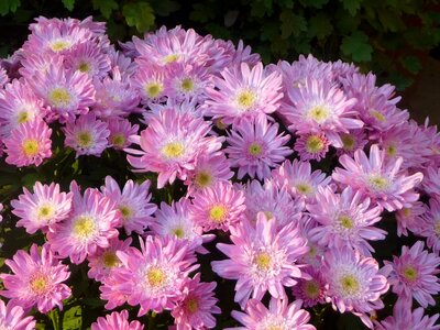 Chrysanthemum pink chrysanthemum exhibition