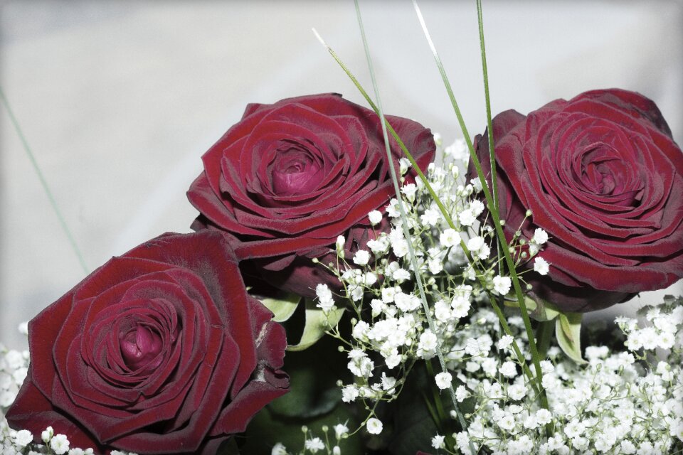 Bloom nature romantic